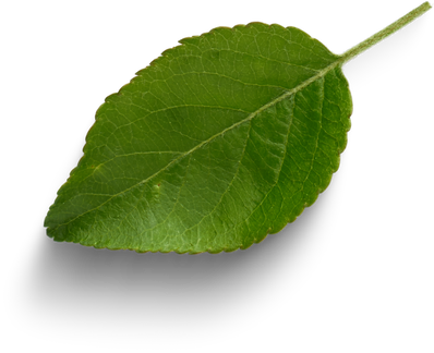 Apple leaf